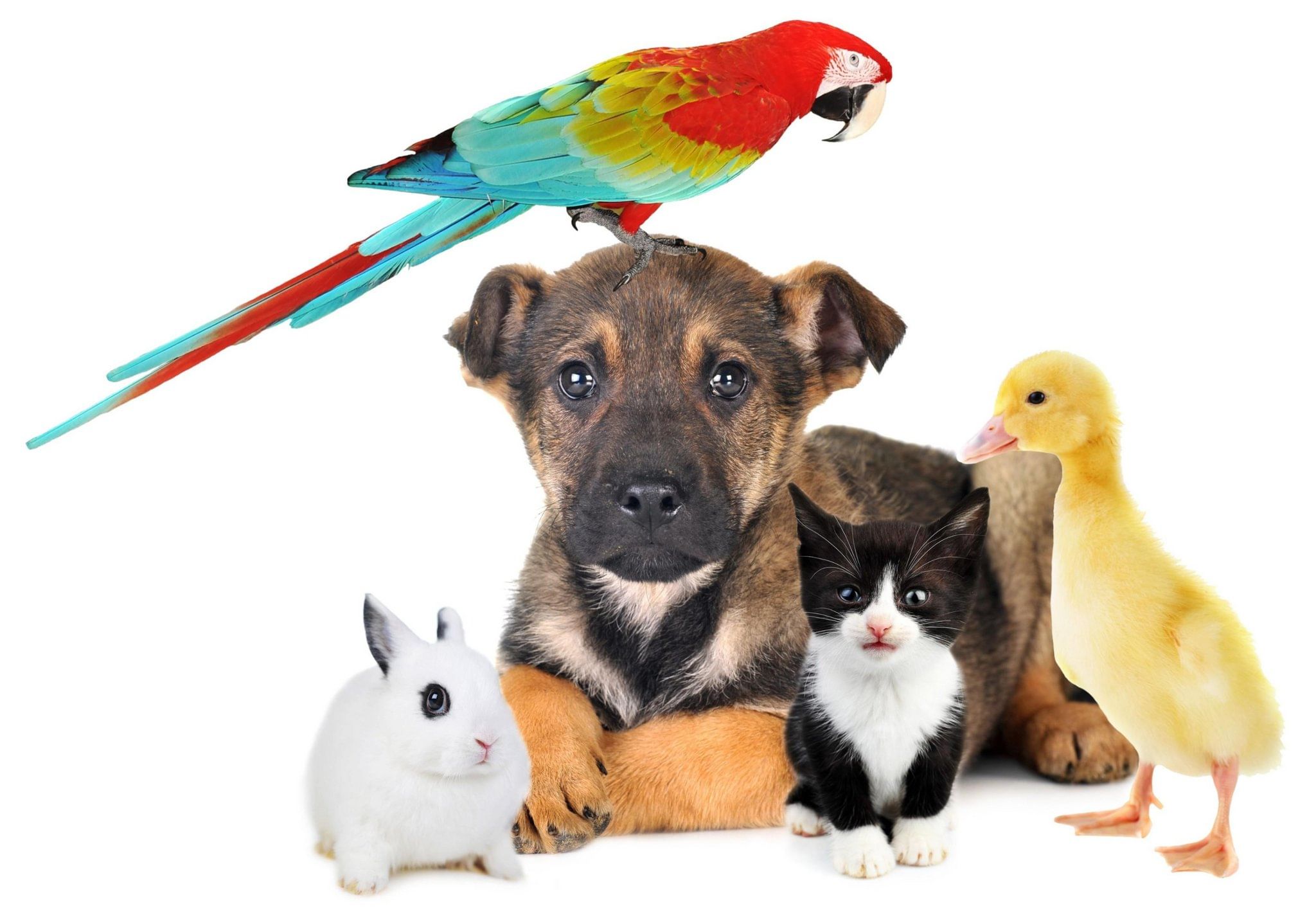 Bring Pet Home